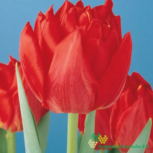 Tulp Abba