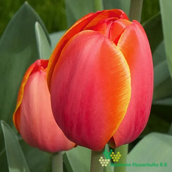Tulp Ad Rem