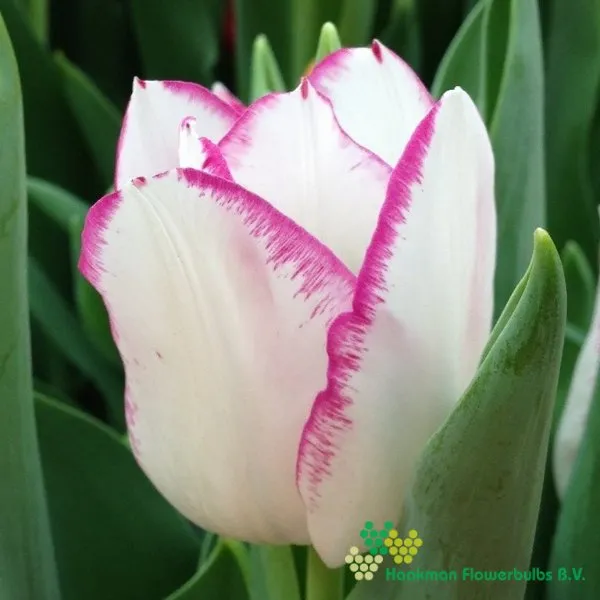Tulp Affaire