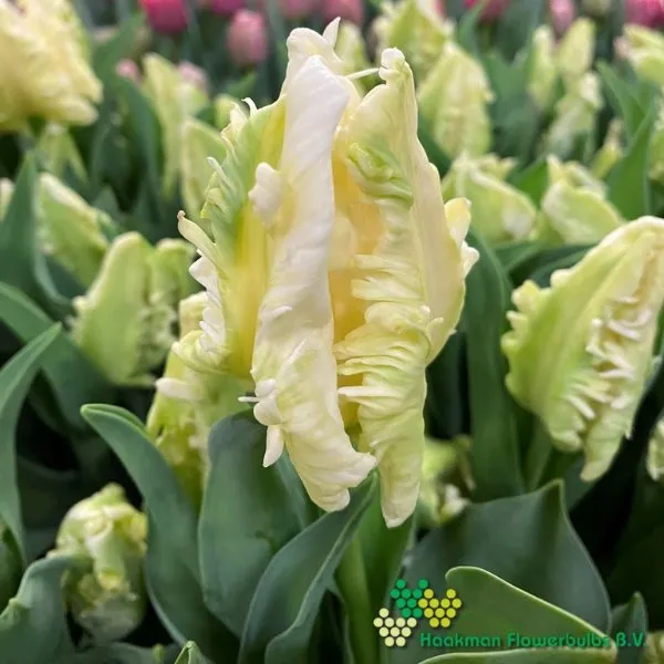 Tulp Agrass Parrot