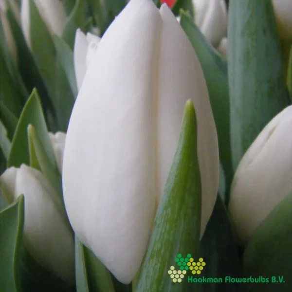 Tulp Albatros