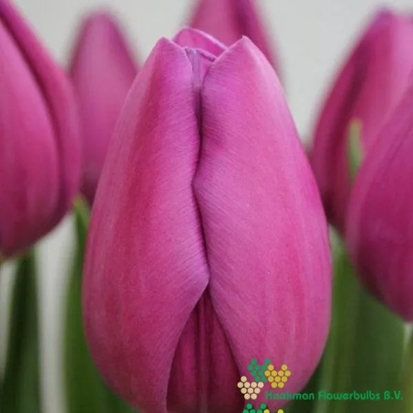 Tulp Amedea