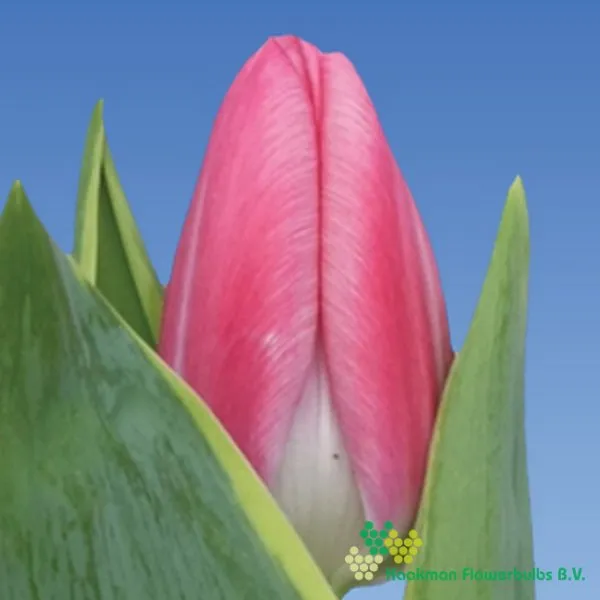 Tulp Andorra