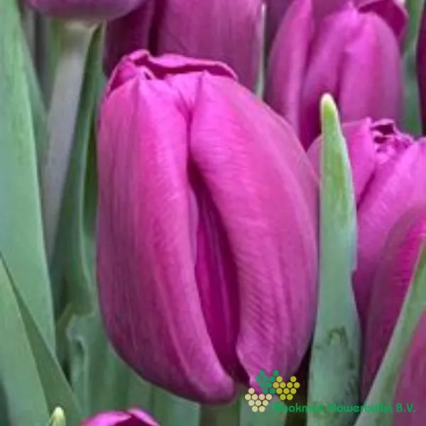 Tulp Angola