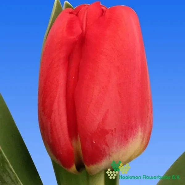 Tulp Antarctica Love