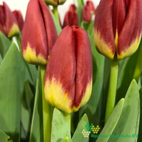 Tulp Antarctica Fire