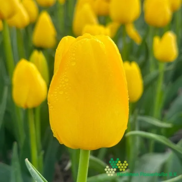 Tulp Antares