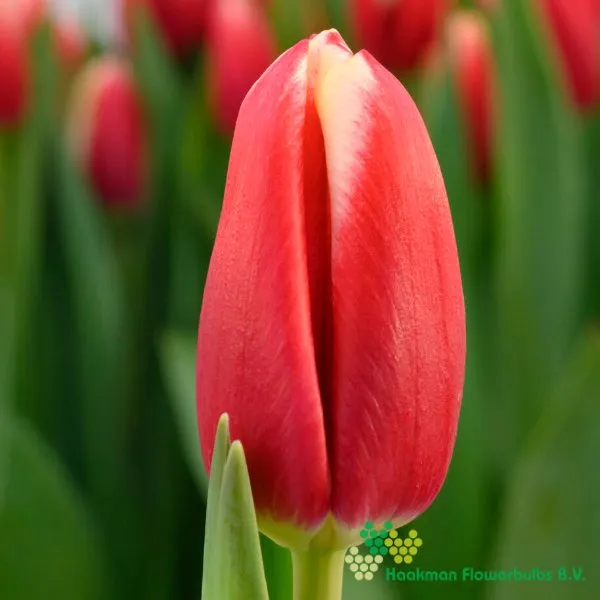 Tulp Aomori