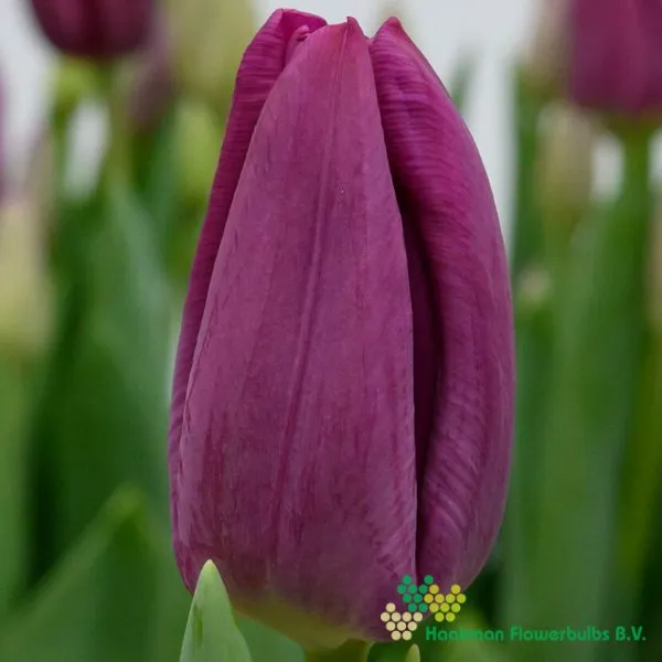 Tulp Aragon