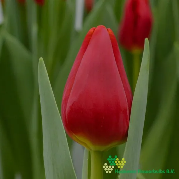Tulp Artemis