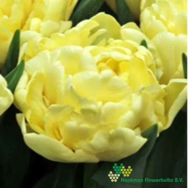 Tulp Avant Garde