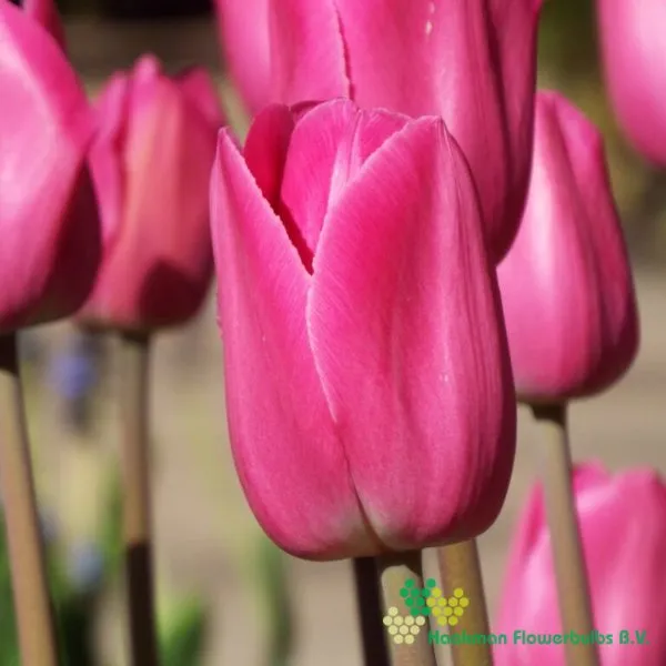Tulp Barcelona