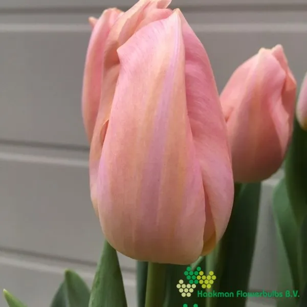 Tulp Barcelona Beach