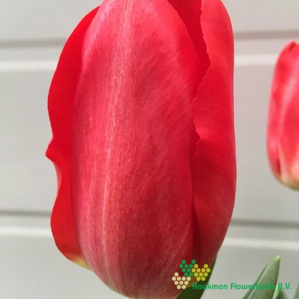 Tulp Barcelona Rojo