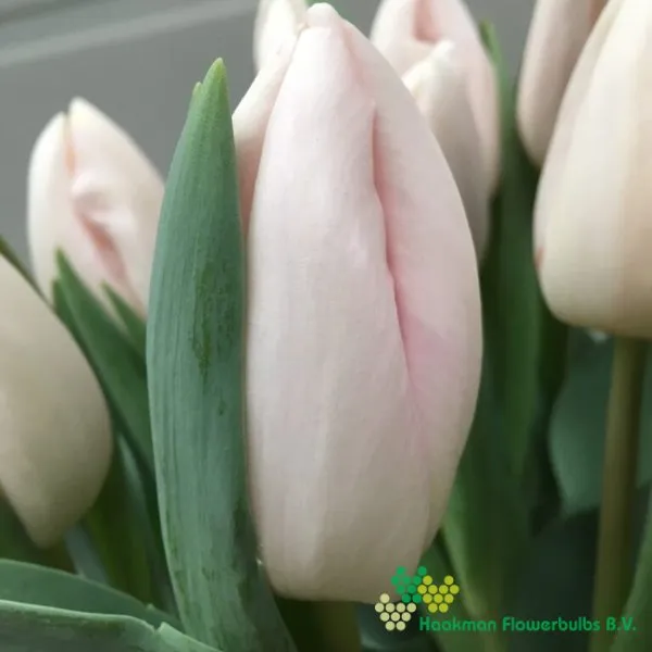 Tulp Barcelona Playa