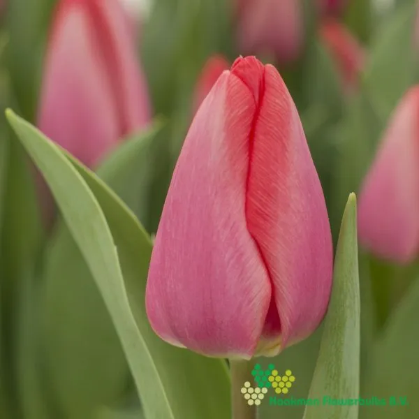Tulp Barre alta