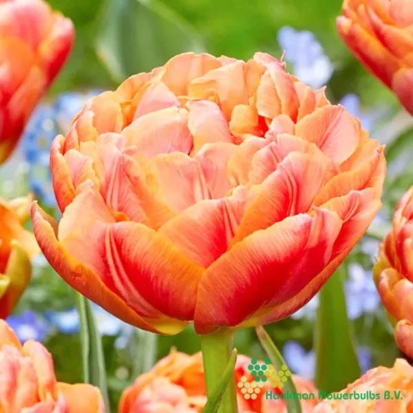 Tulp Bed of Roses