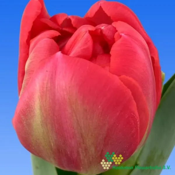 Tulp Belgravia