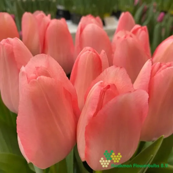 Tulp Bella Blush