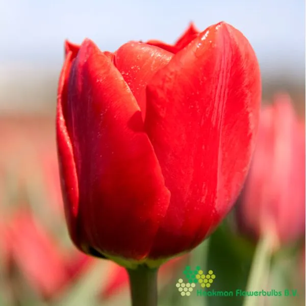 Tulp Ben Van Zanten