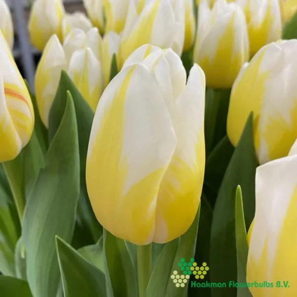 Tulp Bingo