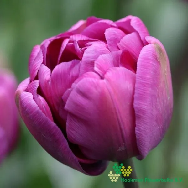 Tulp Blue Diamond