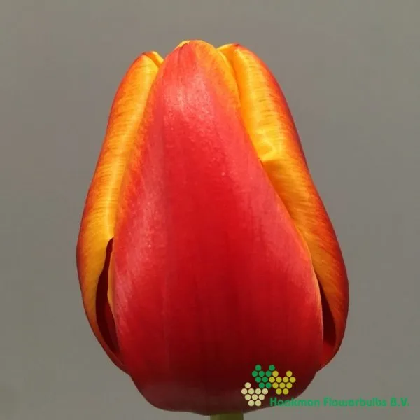 Tulp Body Builder