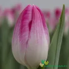 Bolroyal Pink