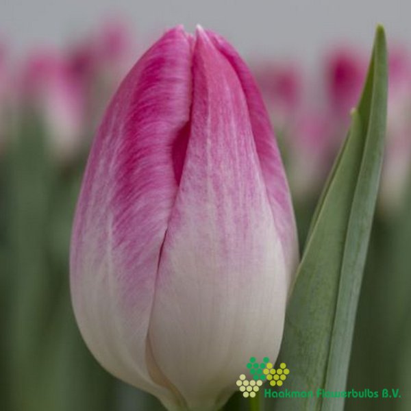 Bolroyal Pink