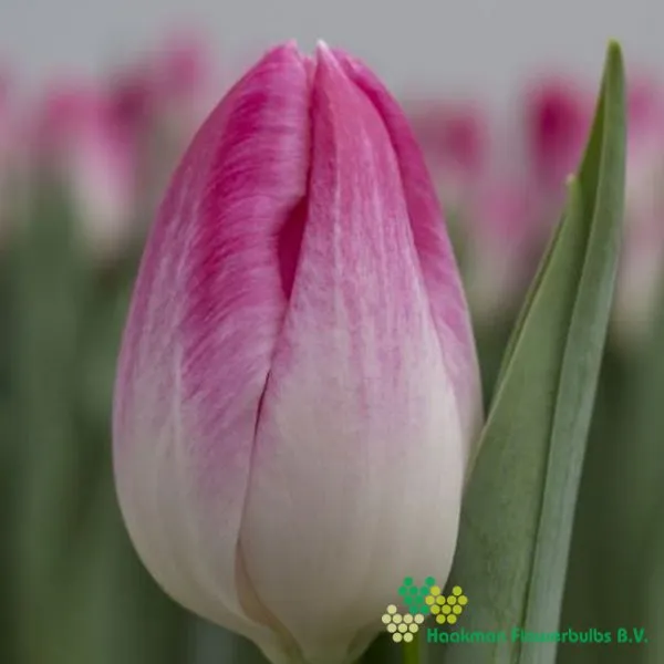 Tulp Bolroyal Pink