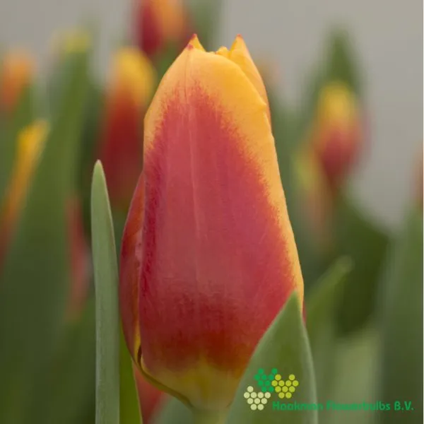 Tulipa Bombita