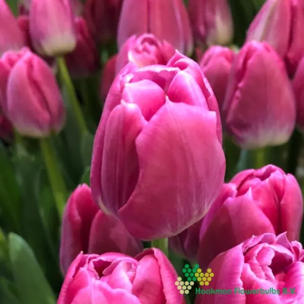 Tulipa Brindisi