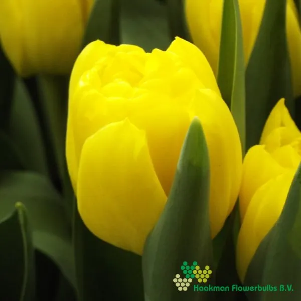 Tulp Cadenza