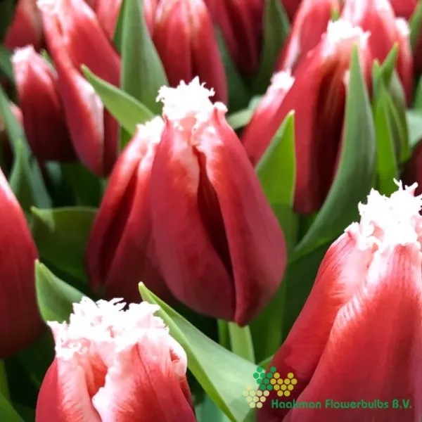 Tulipa Canasta