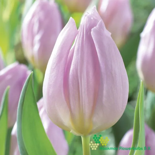 Tulipa Candy Prince