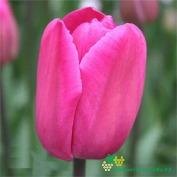Tulp Carola