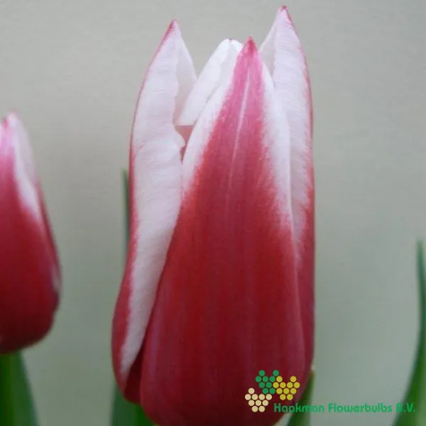 Tulipa Chacha