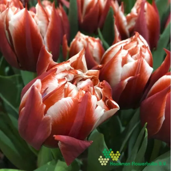 Tulp Championship