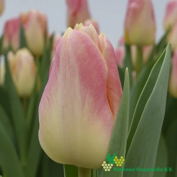 Tulp Chica Dura