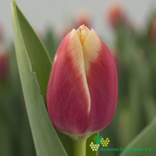 Tulp Christmas Gift