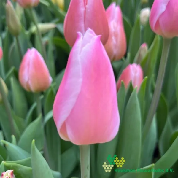 Tulp Christmas Pearl