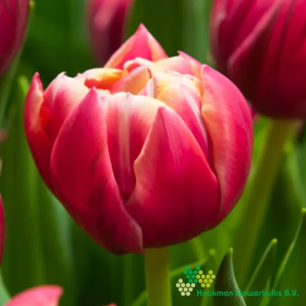 Tulp Columbus