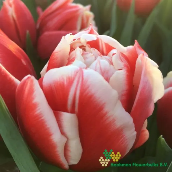 Tulp Concorde