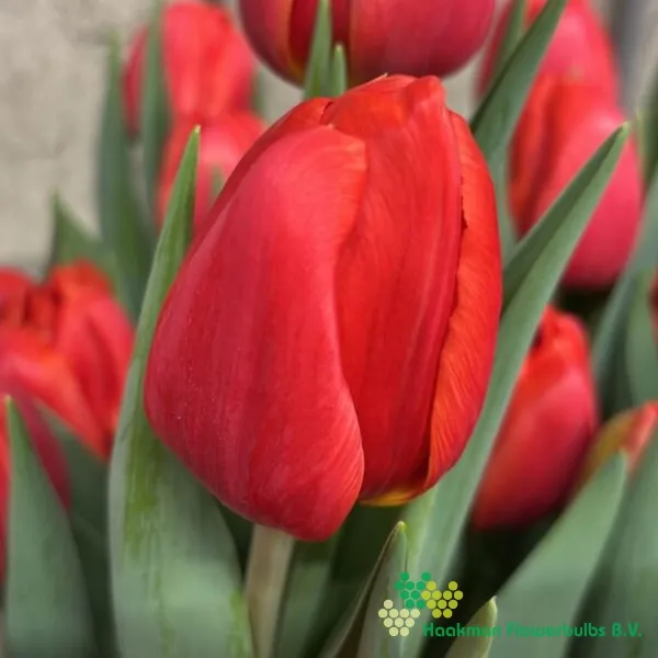 Tulp Coral Sunset