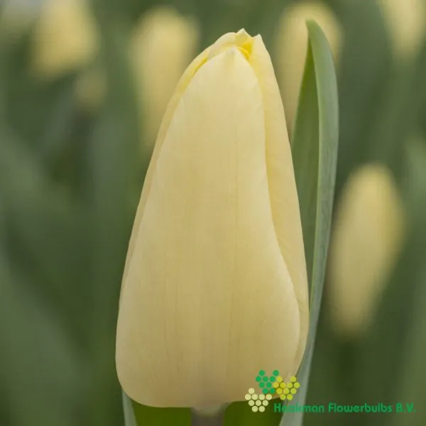 Tulp Creme Fraiche