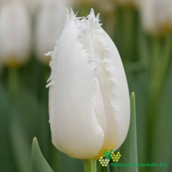 Tulipa Cricko