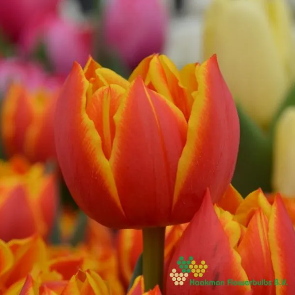 Tulp Crossfire