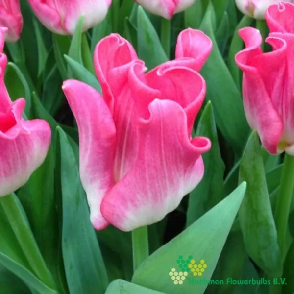 Tulp Crown Of Dynasty