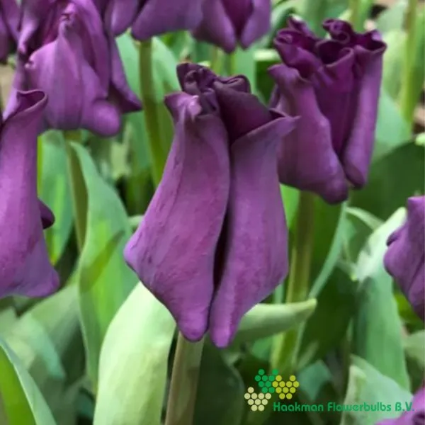 Tulp Crown of Negrita