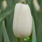 Darwisnow